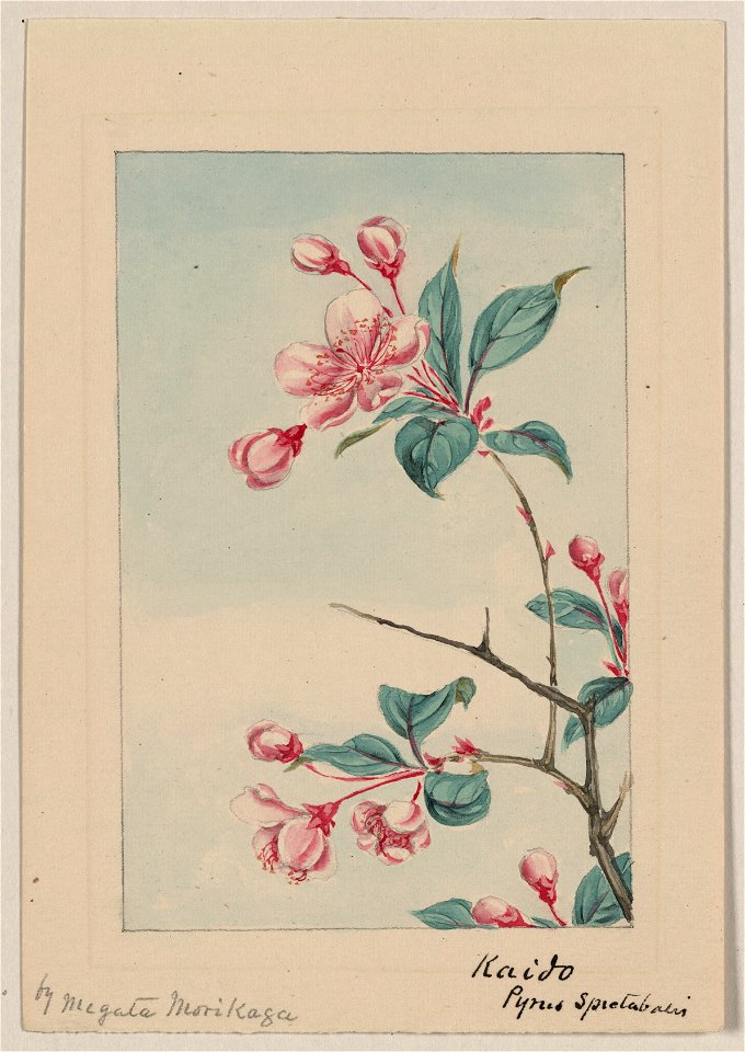 Kaido pyrus spectabalis (i.e., spectabilis) - by Megata Morikaga. LCCN2009630255