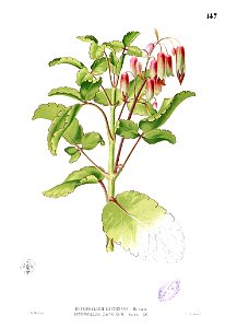 Kalanchoe pinnata Blanco1.147