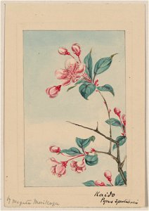 Kaido pyrus spectabalis (i.e., spectabilis) - by Megata Morikaga. LCCN2009630255