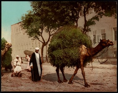 Kairo, fellahs transportant des fourrages à la ville LCCN2017657442. Free illustration for personal and commercial use.