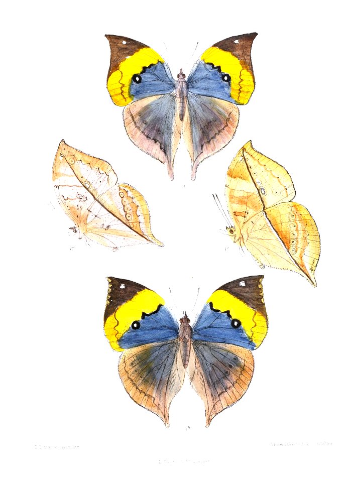 KallimaInachusWSF 341