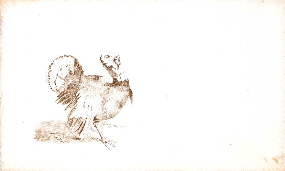 Kalkoen