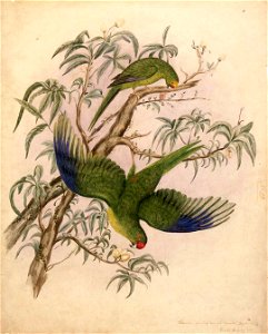 Kakariki, from Ship Cove and Teawaiti August, 1839 C-025-007