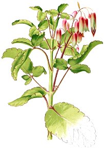 Kalanchoe pinnata Blanco1.147-cropped