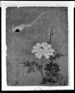 Kano Tan'yū - Flowering Peonies and Descending Bird - 1980.65 - Arthur M. Sackler Museum