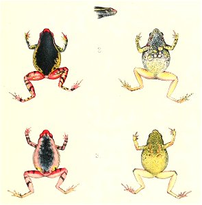 Kalophrynus bunguranus 1896