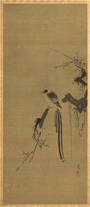 Kano Tsunenobu 狩野常信 - Dove and Long-tailed Bird - 2020-674 a-b - Princeton University Art Museum