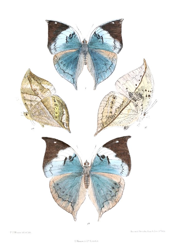 KallimaPhilarchusDSF 343