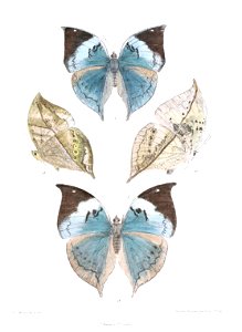 KallimaPhilarchusDSF 343
