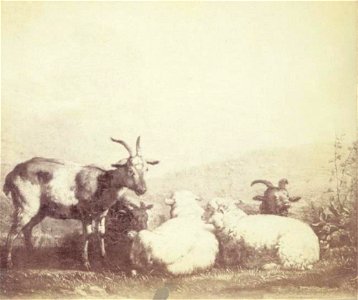 Karel Dujardin - Rustende geiten en schapen in een landschap - NG985 - National Gallery