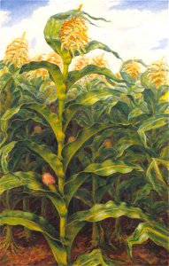 Kansas Cornfield (Curry)