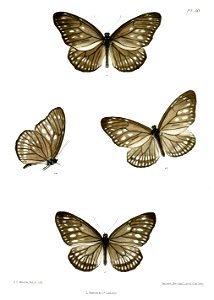KaradiraAndamanensis 30