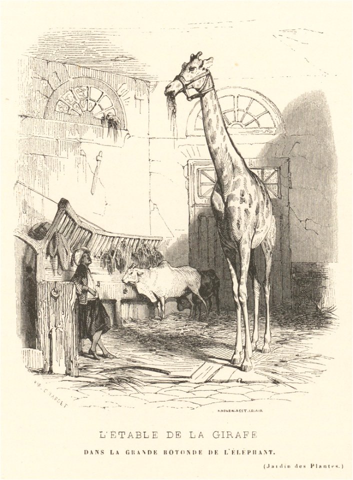 Karl Girardet, L'étable de la girafe dans la grande rotonde de l'éléphant, 1842