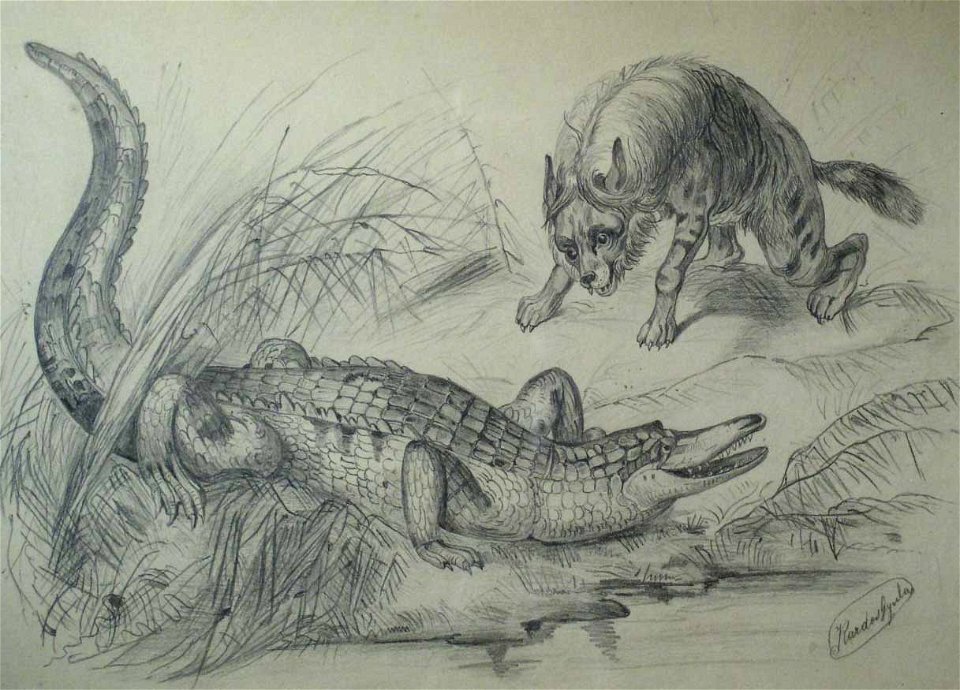 Kardos Animals