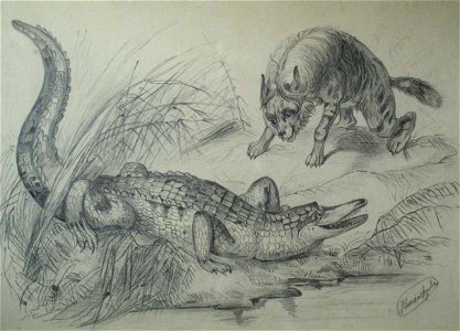Kardos Animals