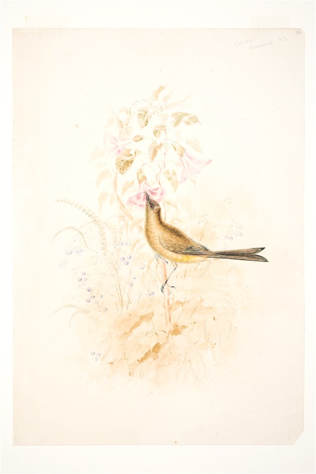 Kari Mako (Korimako) Mahurangi N.Z. by Charles Heaphy