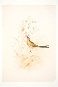Kari Mako (Korimako) Mahurangi N.Z. by Charles Heaphy