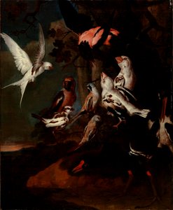 Karl Wilhelm de Hamilton - Exotic birds - S-1998-153 - Finnish National Gallery