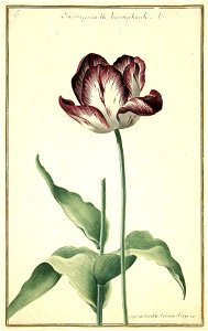 Karlsruher Tulpenbuch 06