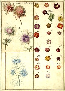 Karlsruher Tulpenbuch 70