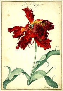 Karlsruher Tulpenbuch 14