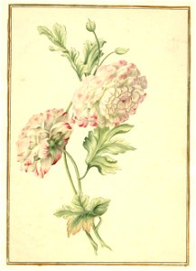 Karlsruher Tulpenbuch 62