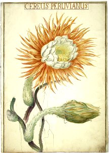 Karlsruher Tulpenbuch 02