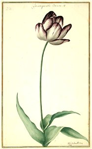 Karlsruher Tulpenbuch 22