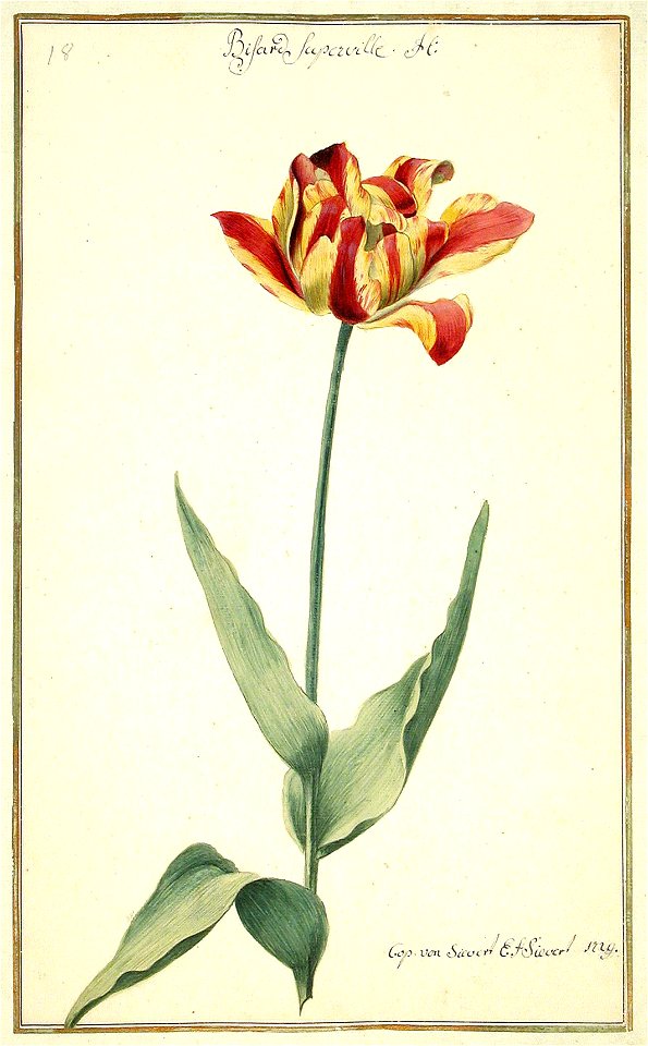Karlsruher Tulpenbuch 18