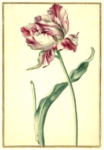 Karlsruher Tulpenbuch 26