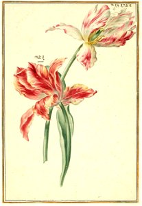 Karlsruher Tulpenbuch 34