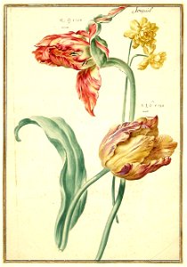 Karlsruher Tulpenbuch 42