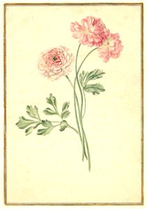 Karlsruher Tulpenbuch 50