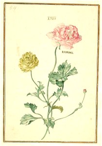 Karlsruher Tulpenbuch 54