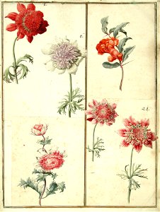Karlsruher Tulpenbuch 66