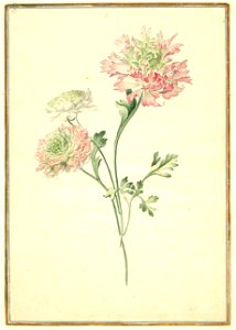 Karlsruher Tulpenbuch 58