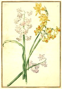 Karlsruher Tulpenbuch 46