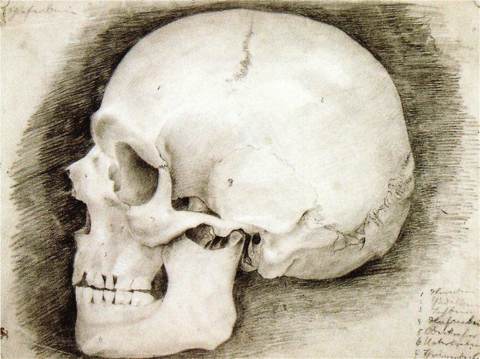 Karl Storck - Studiu de craniu