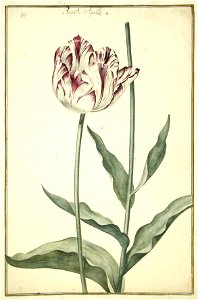 Karlsruher Tulpenbuch 10