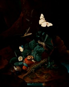 Karl Wilhelm de Hamilton - Forest Floor Still Life - S-2003-453 - Finnish National Gallery