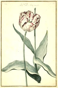 Karlsruher Tulpenbuch 12