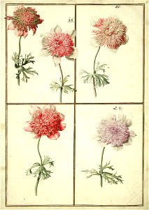 Karlsruher Tulpenbuch 69