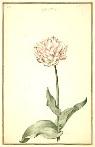 Karlsruher Tulpenbuch 17