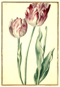 Karlsruher Tulpenbuch 37