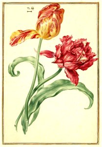 Karlsruher Tulpenbuch 36