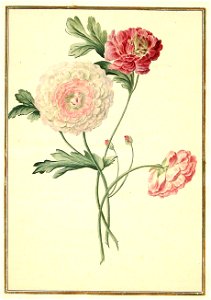 Karlsruher Tulpenbuch 61