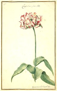 Karlsruher Tulpenbuch 15