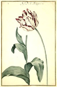 Karlsruher Tulpenbuch 08