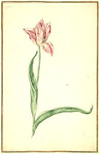 Karlsruher Tulpenbuch 21