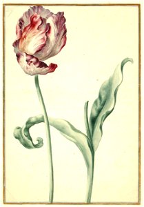 Karlsruher Tulpenbuch 29
